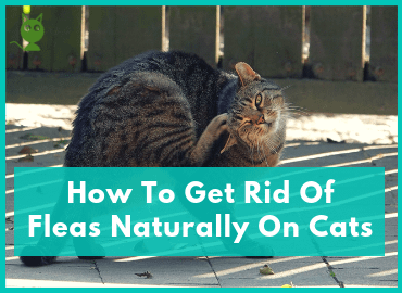 How To Get Rid Of Fleas Naturally On Cats