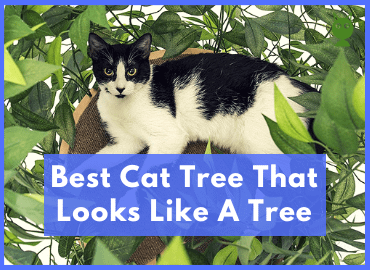 Best Cat Tree That Looks Like A Cat Tree