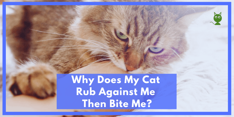 Why Does My Cat Rub Against Me Then Bite Me(feature image)