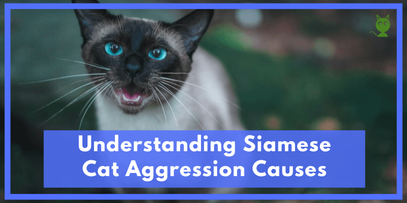 Understanding Siamese Cat Aggression Causes
