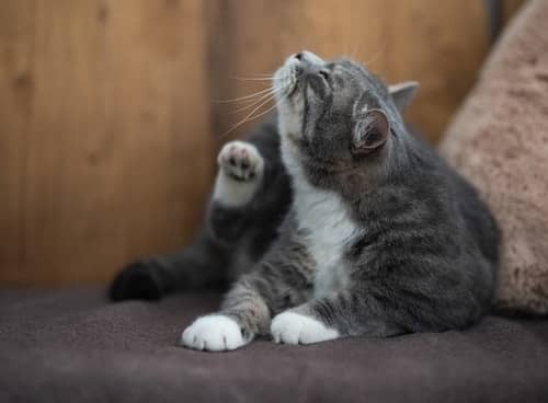 How To Get Rid Of Fleas On Cats Naturally
