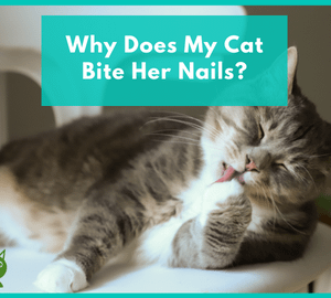 Why Does My Cat Bite Her Nails