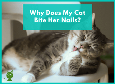 Why Does My Cat Bite Her Nails