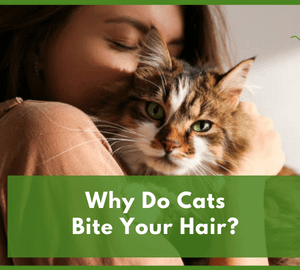 Why Do Cats Bite Your Hair