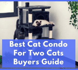 Best Cat Condo For Two Cats