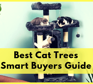 Best Cat Trees Smart Buyers Guide