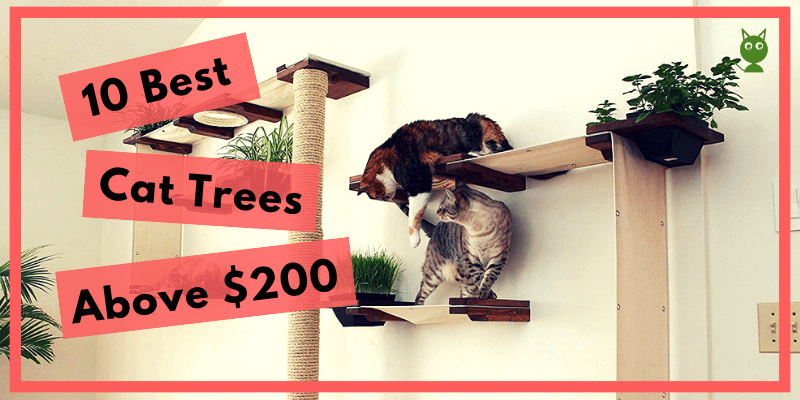 10 Best Cat Trees Above $200