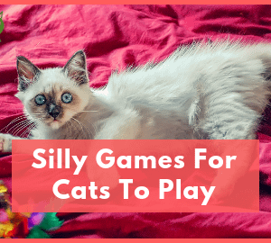 Silly Games For Cats To Play