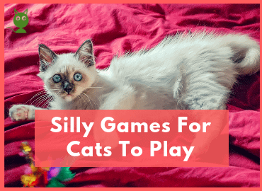 Silly Games For Cats To Play