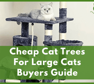 Cheap Cat Trees For Large Cats
