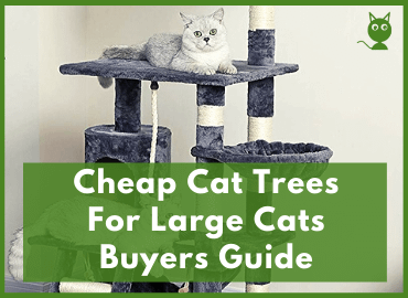 Cheap Cat Trees For Large Cats