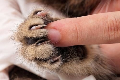 take a hard look at your cat's nails