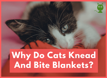 Why Do Cats Knead And Bite Blankets