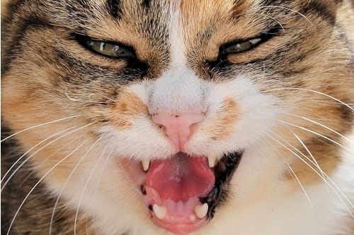 why does my cat bite my nose - your cat has anger issues