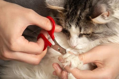 trim your cat's nails regularly