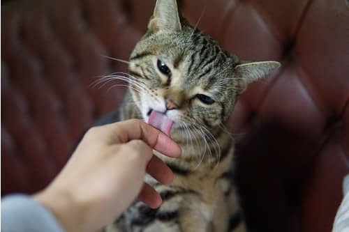 Licking - Why Cats Do It