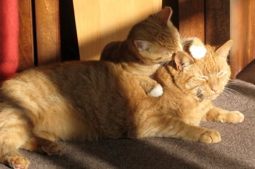 What Does It Mean When Cats Groom Each Other How It Begins