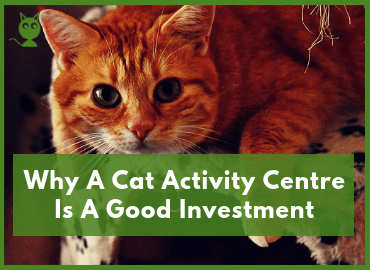 Why A Cat Activity Centre Is A Good Investment