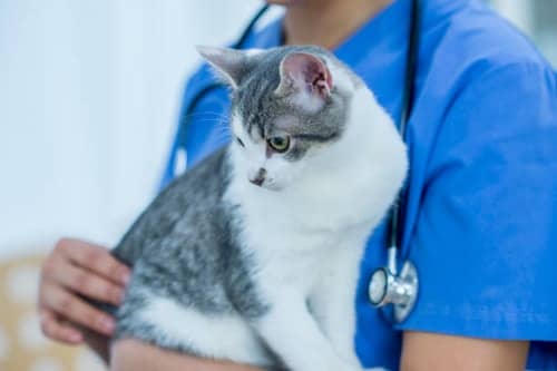 when to take your cat to the vet