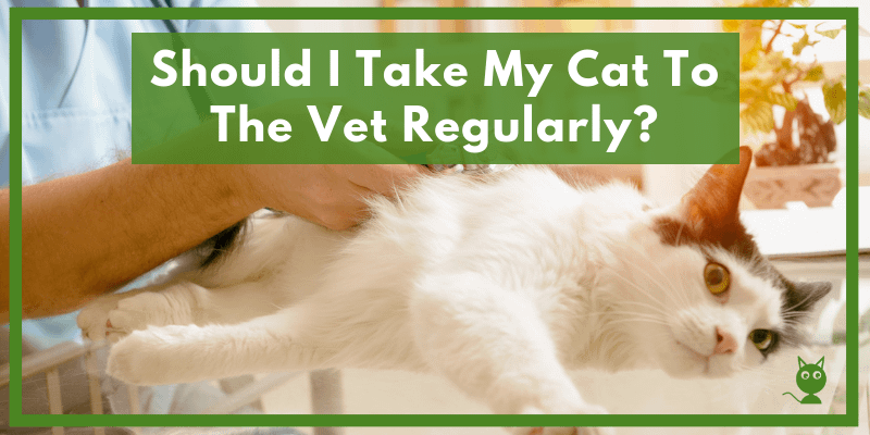 Should I Take My Cat To The Vet Regularly?