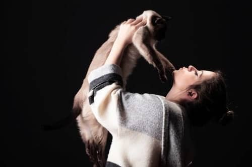 siamese cat aggression - focus on the positives