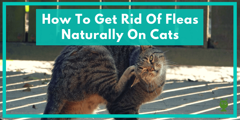 How To Get Rid Of Fleas Naturally On Cats Post Image