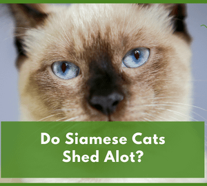 Do Siamese Cats Shed Alot