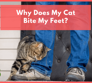 Why Does My Cat Bite My Feet