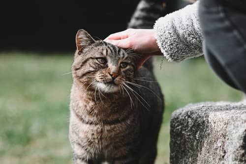 Your cat is dealing with petting-induced aggression