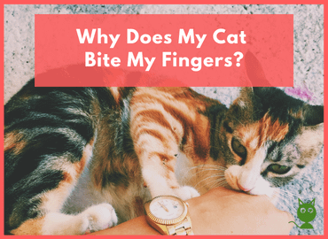Why Does My Cat Bite My Fingers
