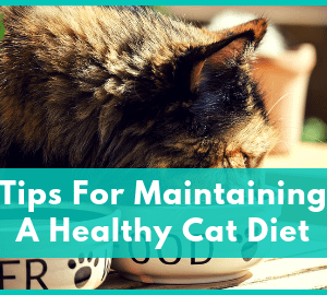 Tips For Maintaining A Healthy Cat Diet