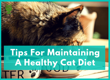 Tips For Maintaining A Healthy Cat Diet