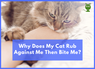 Why Does My Cat Rub Against Me Then Bite Me
