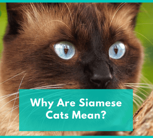 Why Are Siamese Cats Mean