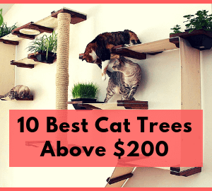 10 Best Cat Trees Above $200
