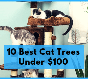 10 Best Cat Trees Under $100