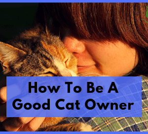How To Be A Good Cat Owner
