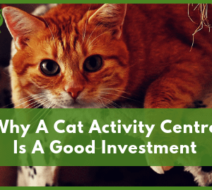 Why A Cat Activity Centre Is A Good Investment