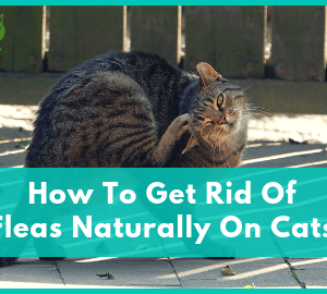 How To Get Rid Of Fleas Naturally On Cats
