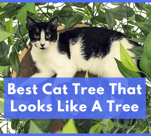 Best Cat Tree That Looks Like A Cat Tree
