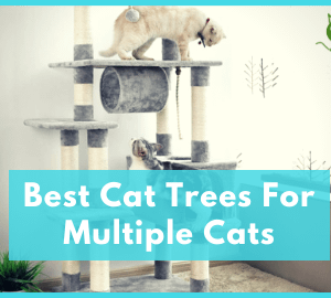 Best Cat Trees For Multiple Cats