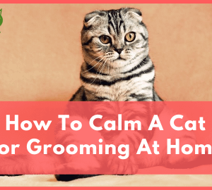 How To Calm A Cat For Grooming At Home