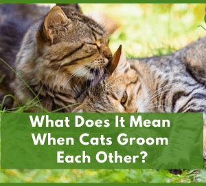 What Does It Mean When Cats Groom Each Other