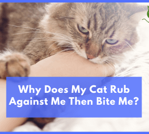 Why Does My Cat Rub Against Me Then Bite Me