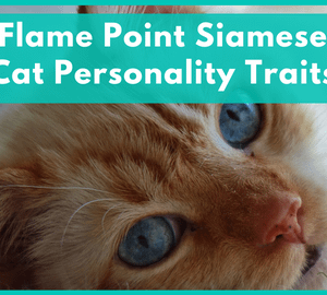 Flame Point Siamese Cat Personality Traits