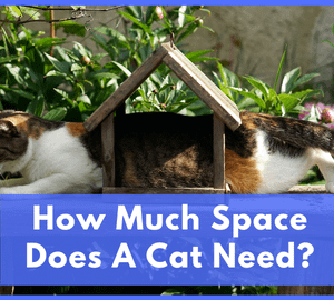 How Much Space Does A Cat Need