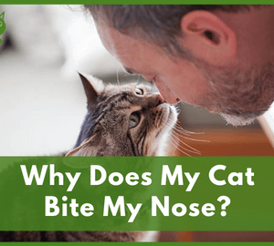 Why Does My Cat Bite My Nose
