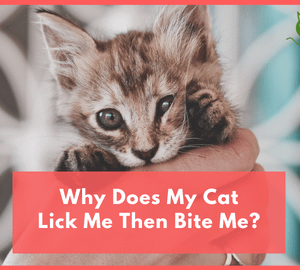 Why Does My Cat Lick Me Then Bite Me
