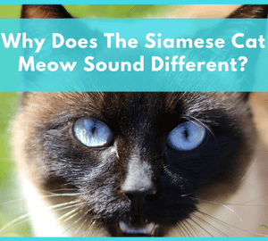 Why Does The Siamese Cat Meow Sound Different