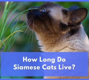 How Long Do Siamese Cats Live